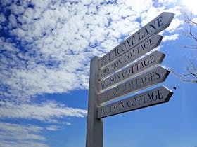 Petticoat Sign - Francis