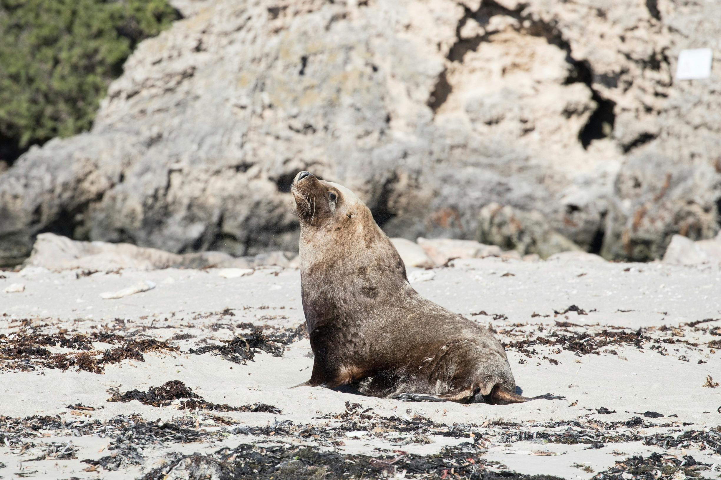 Australian sea lion on Seal Island, Shoalwater Islands Marine Park
