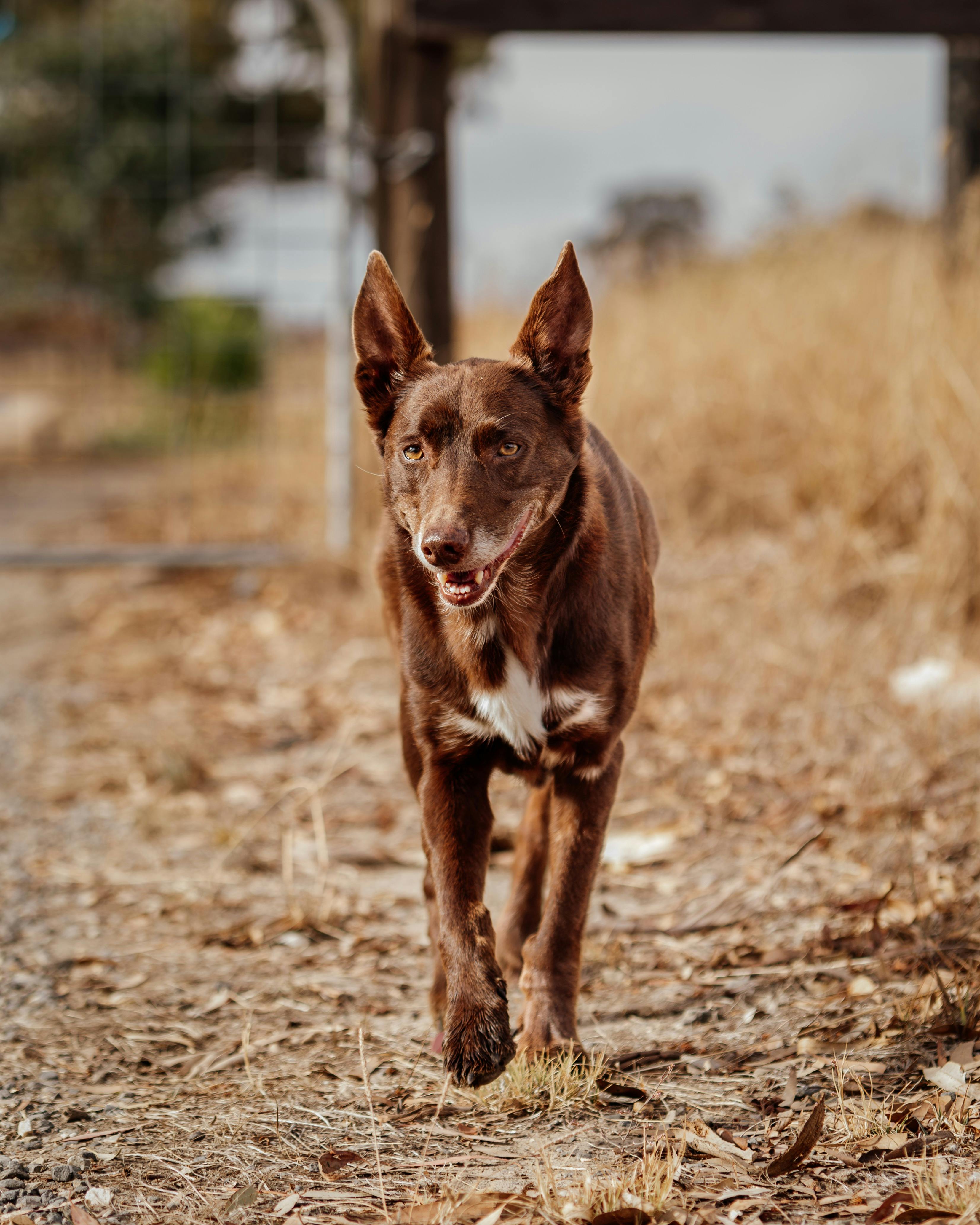 a dog walking towards you