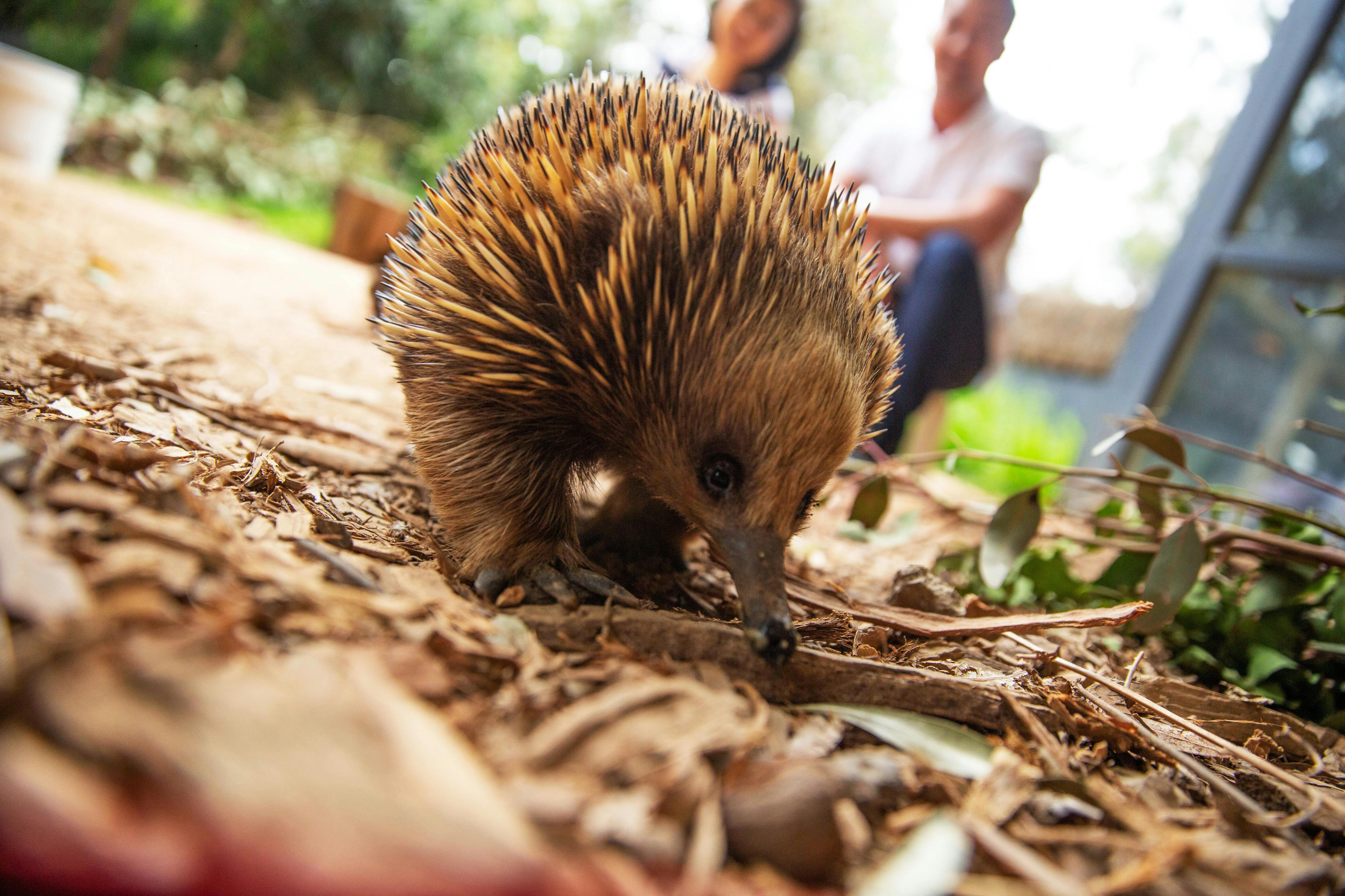 Echidna