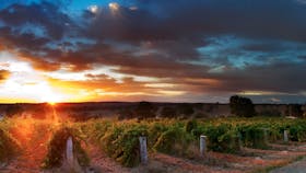 Sunrise in the Vineyard