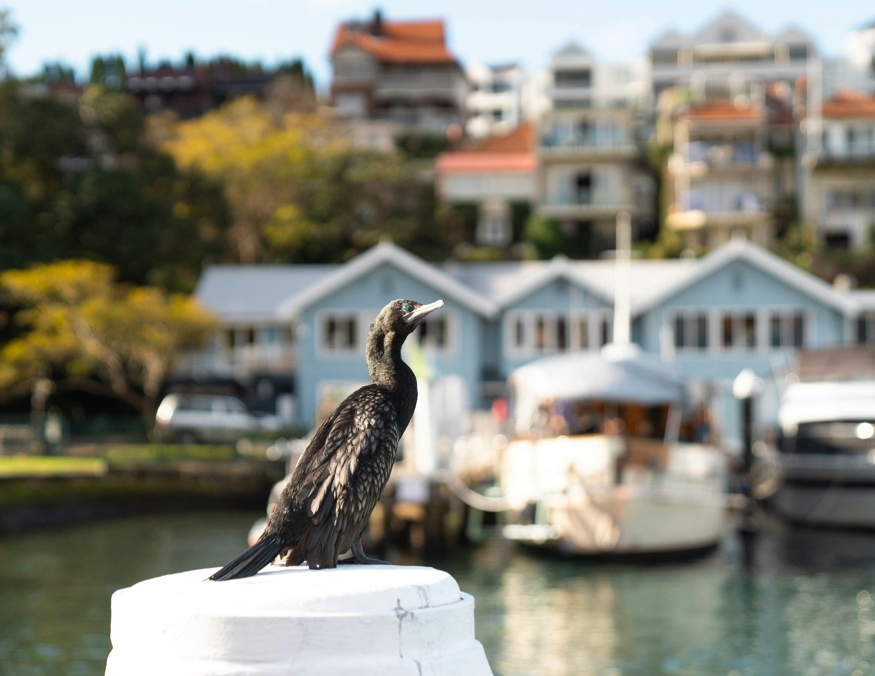 飞熊咖啡馆 (福伊斯)