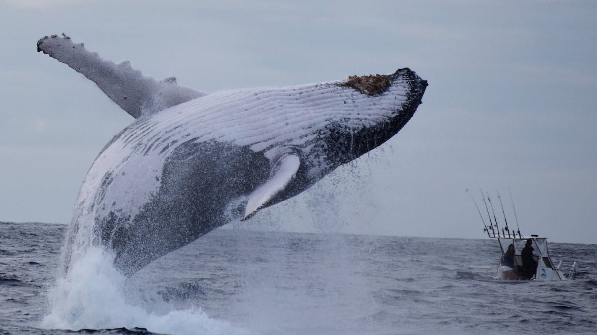 Whale Watch Queensland