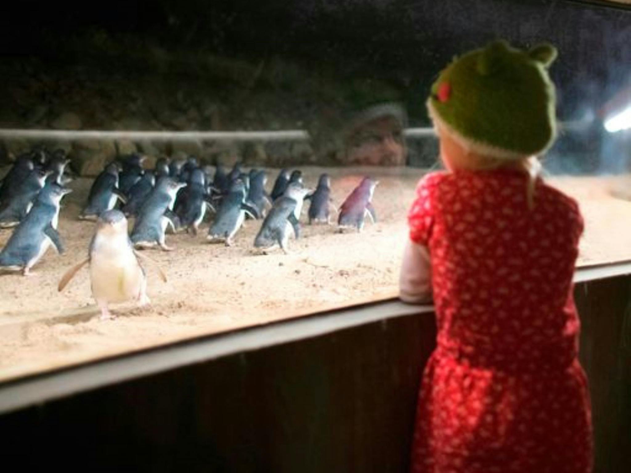 Phillip Island Nature Parks Penguin Parade Underground Viewing