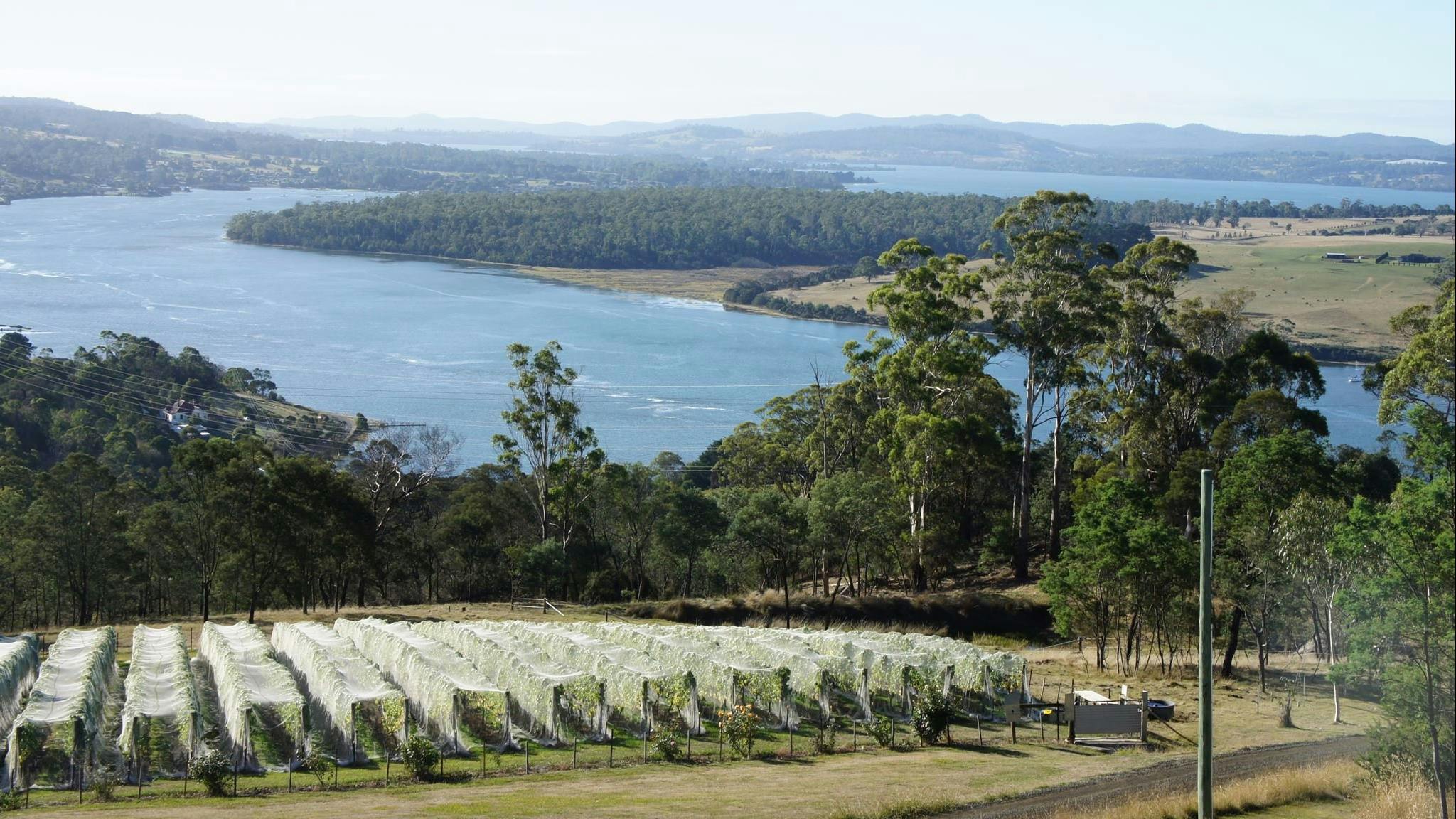 Scenic winery on the banks of the Tamar River