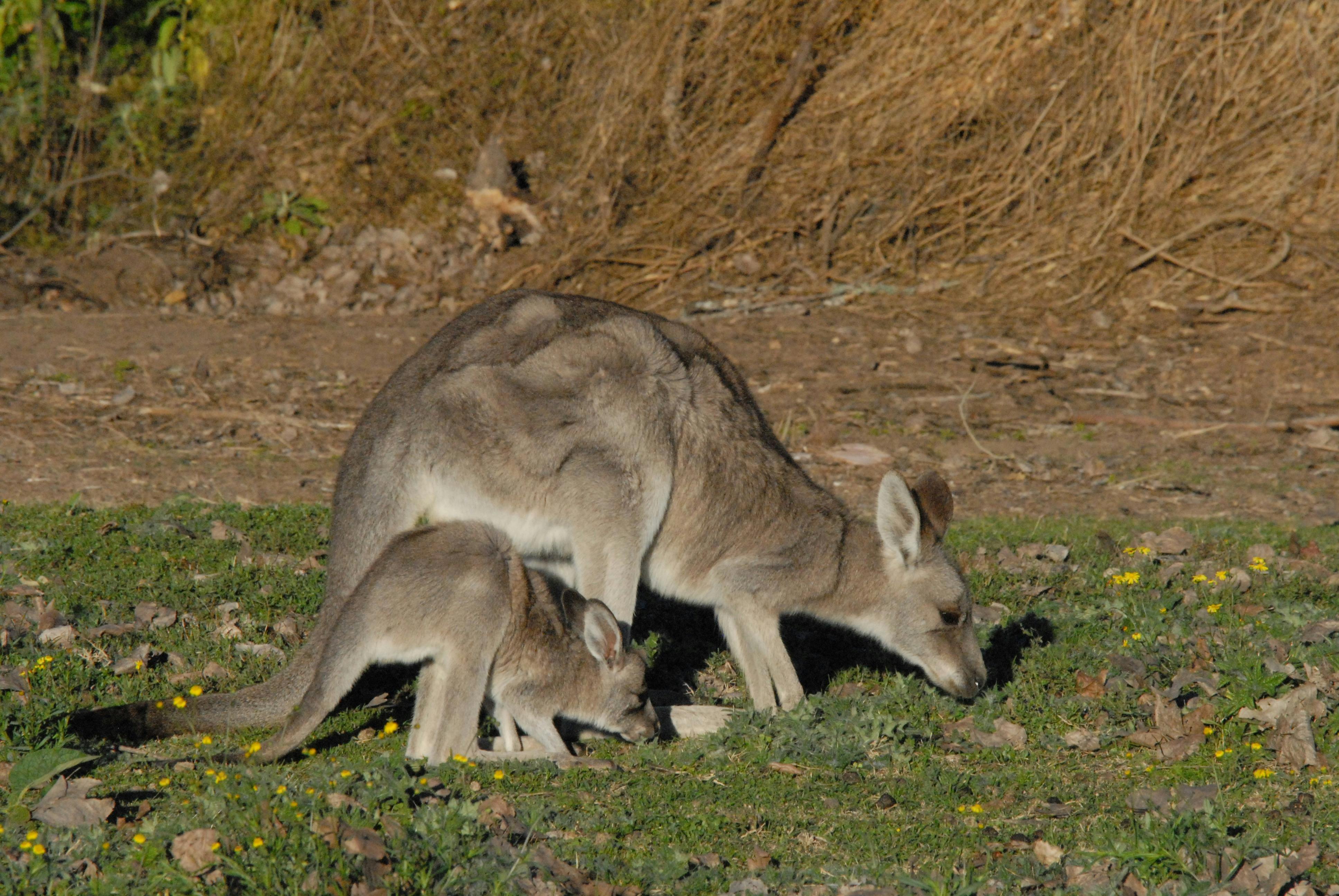 カンガルーとジョーイ