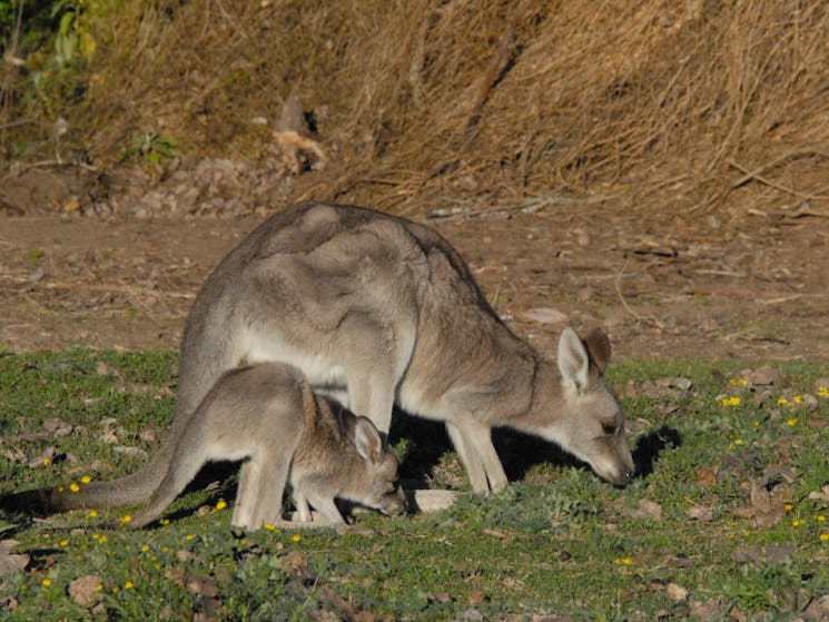 kangaroos with joey