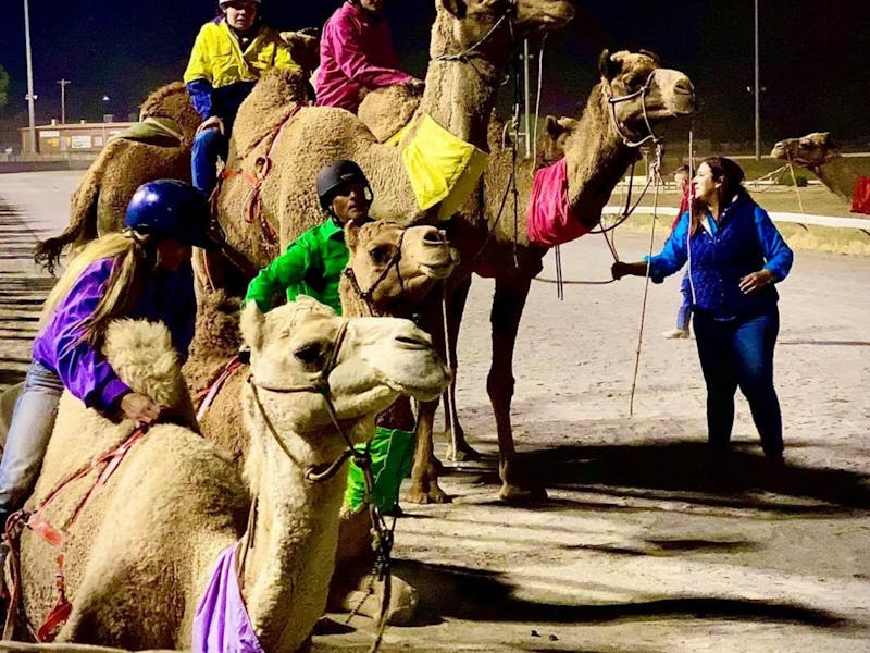 Image for Camel Races at Coffs Harbour