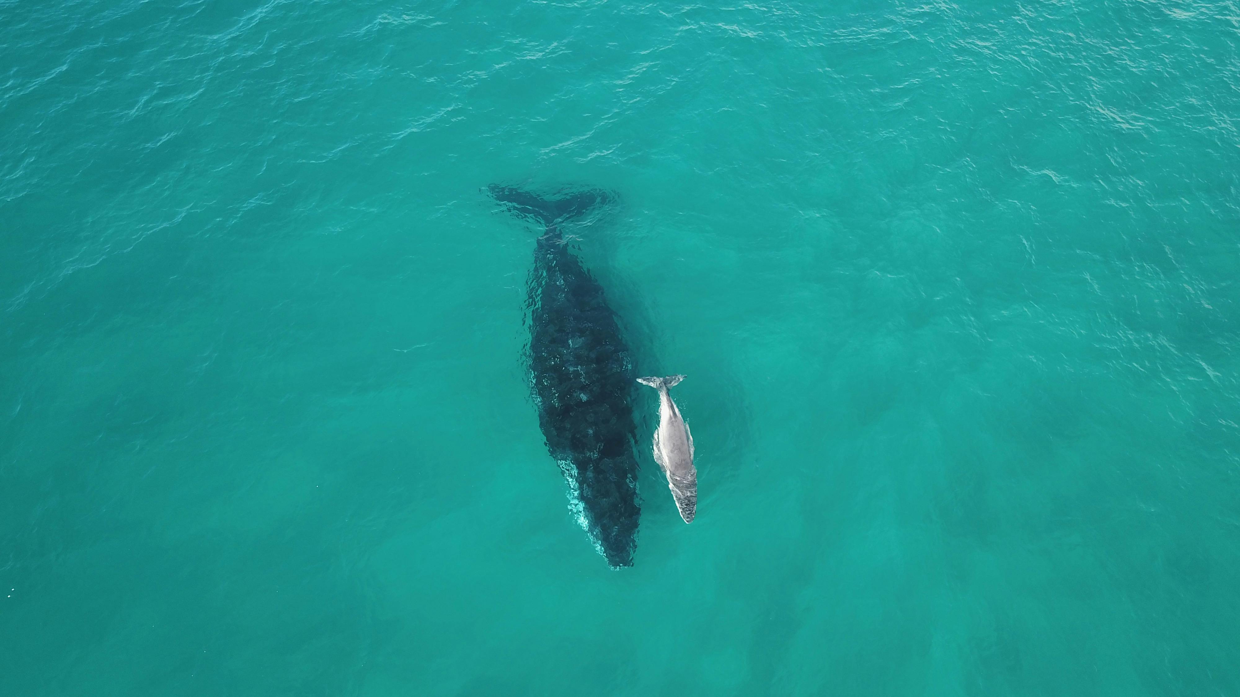 McKenzie Magic : Eurong, Lake McKenzie and Kingfisher Bay