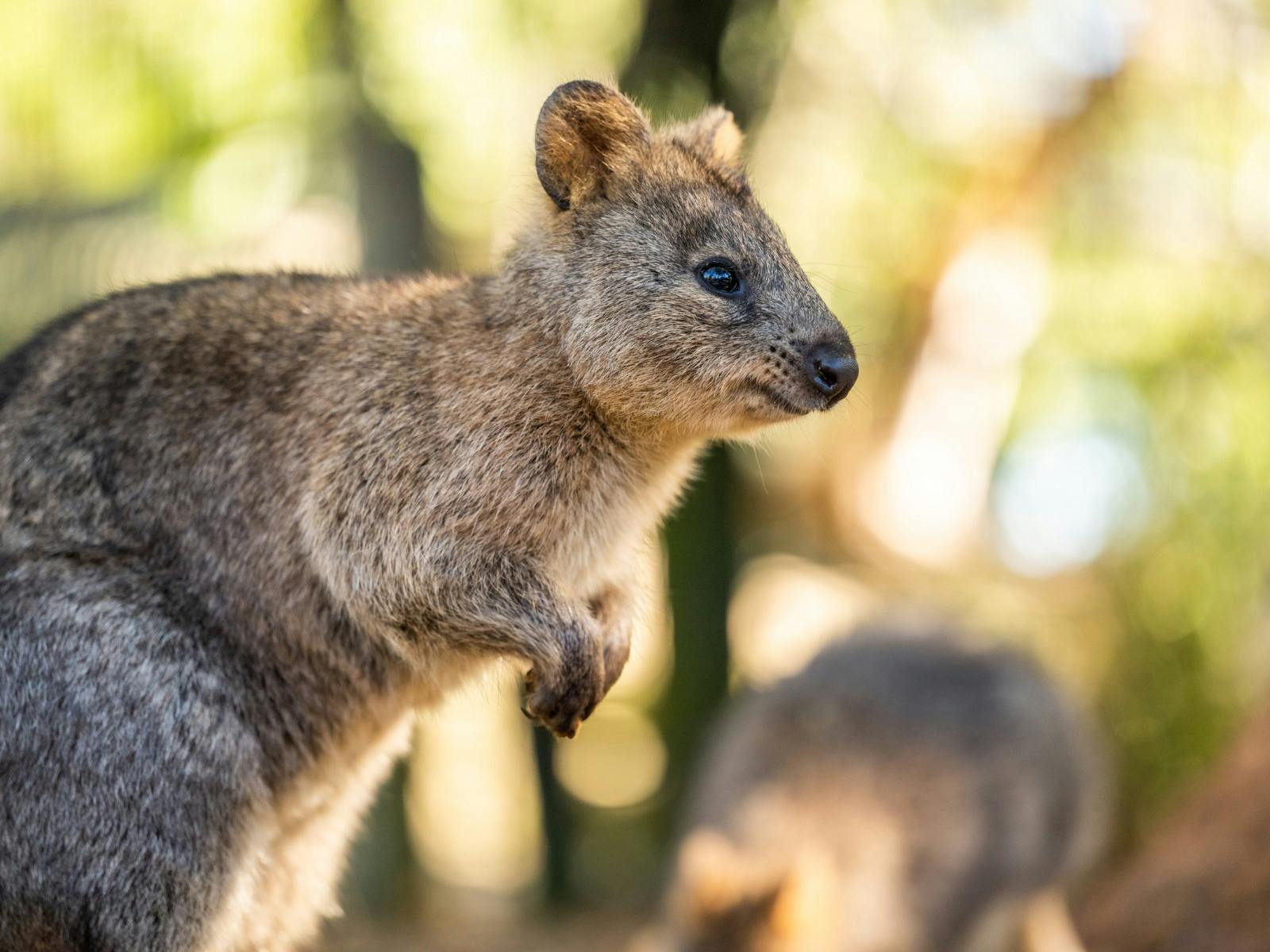 A quokka stands in a sunlit habitat at Featherdale Sydney Wildlife Park.