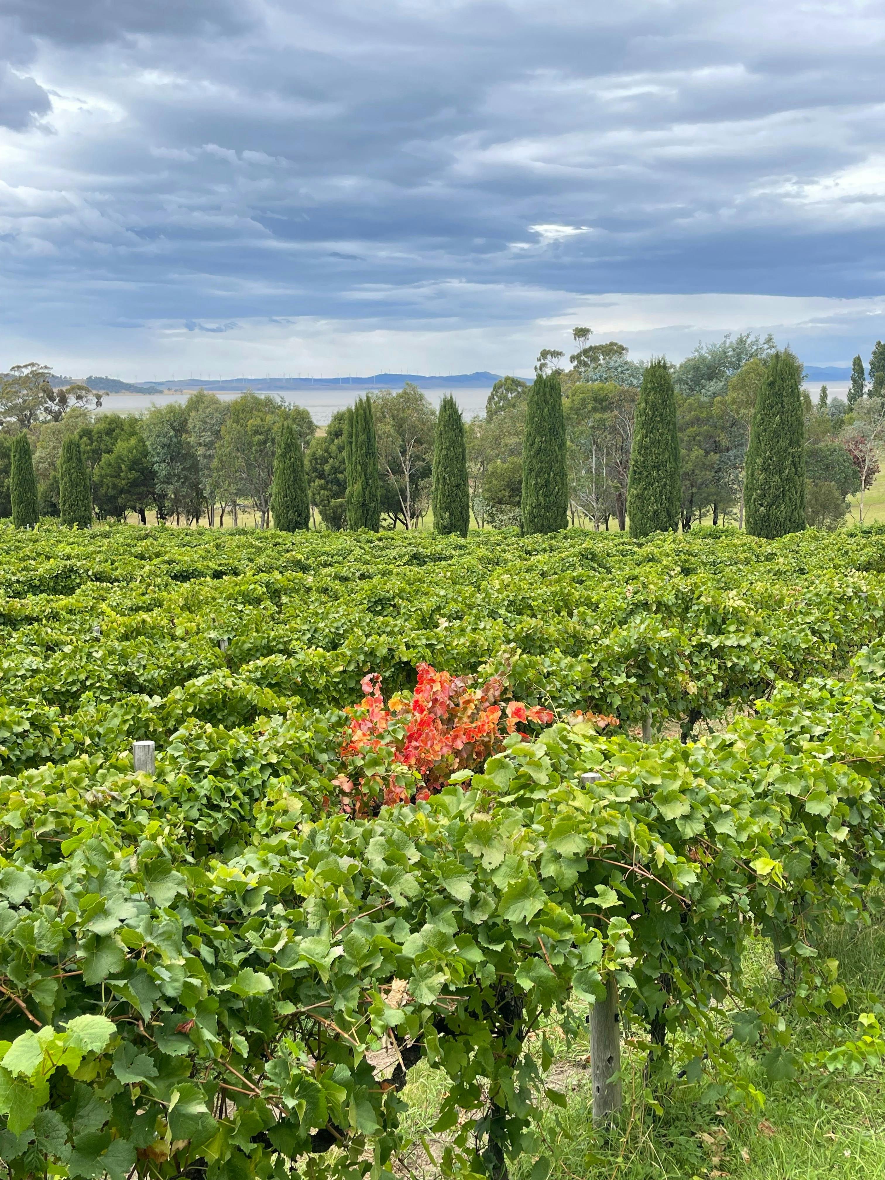 Lerida Estate vineyards