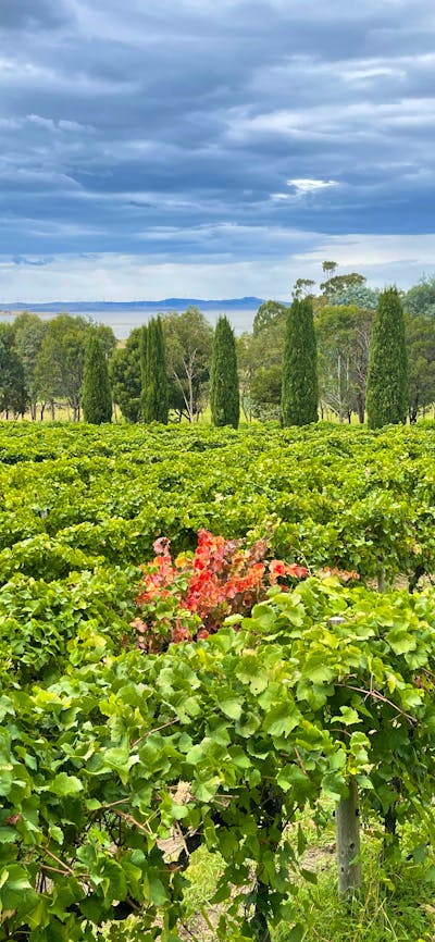 Lerida Estate vineyards