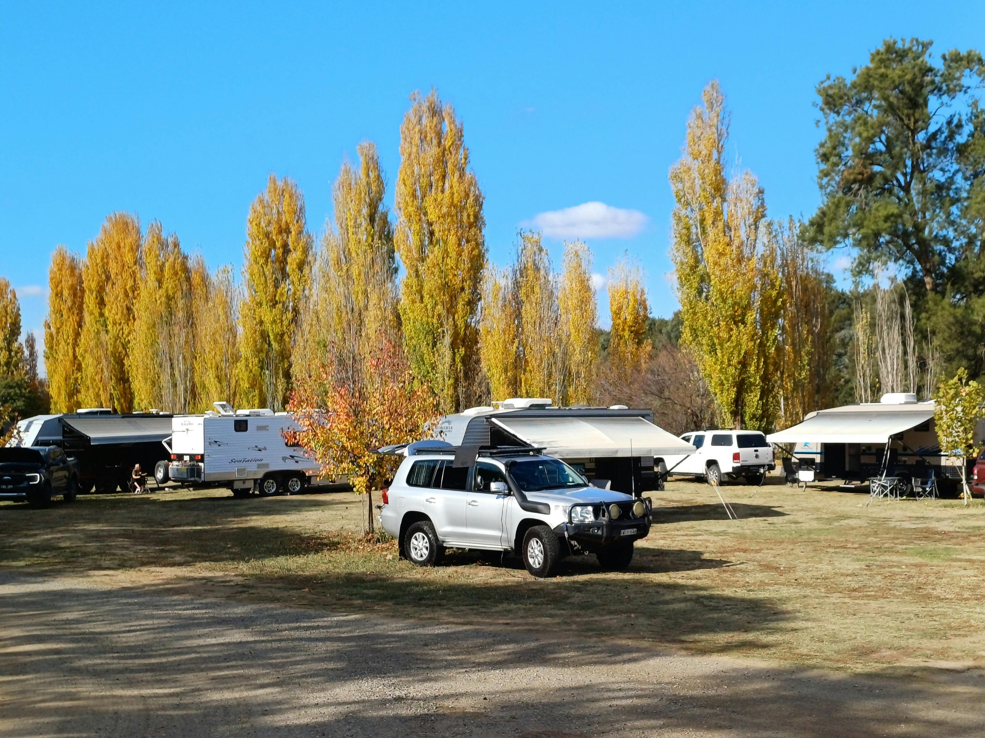 Jugiong Recreation Grounds with caravanners and campers in autumn with yellow poplars in back.