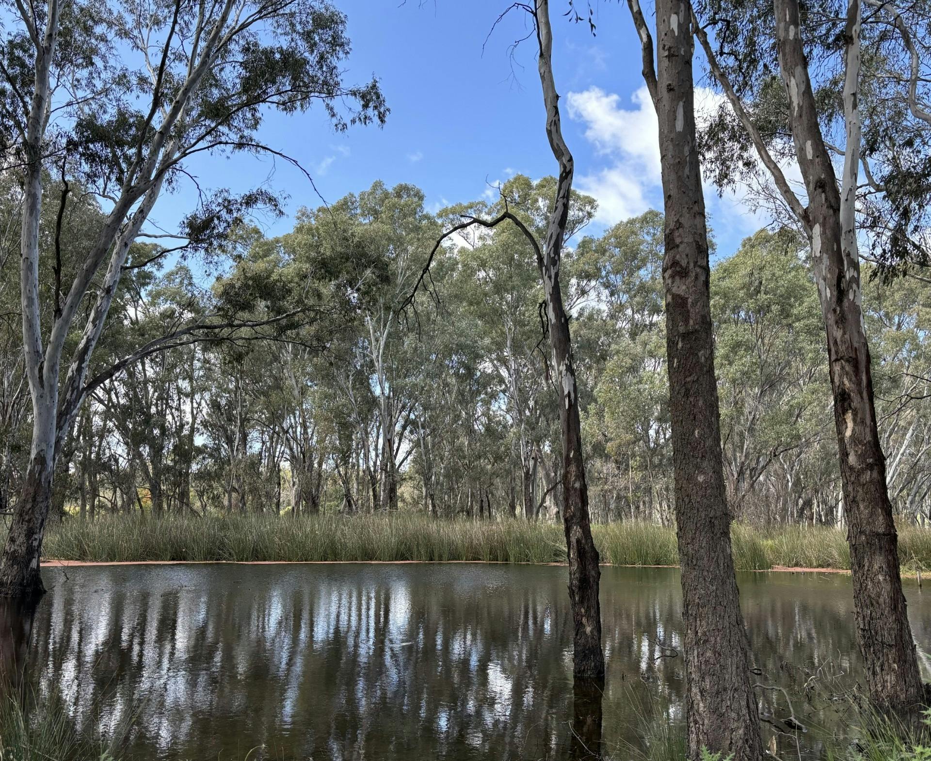 River Street Wetlands