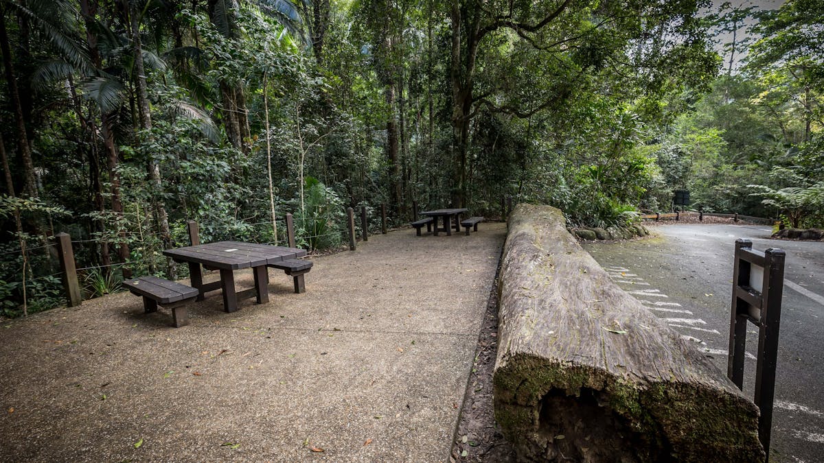 Two wooden picnic tables under green rainforest trees, next to a car park.