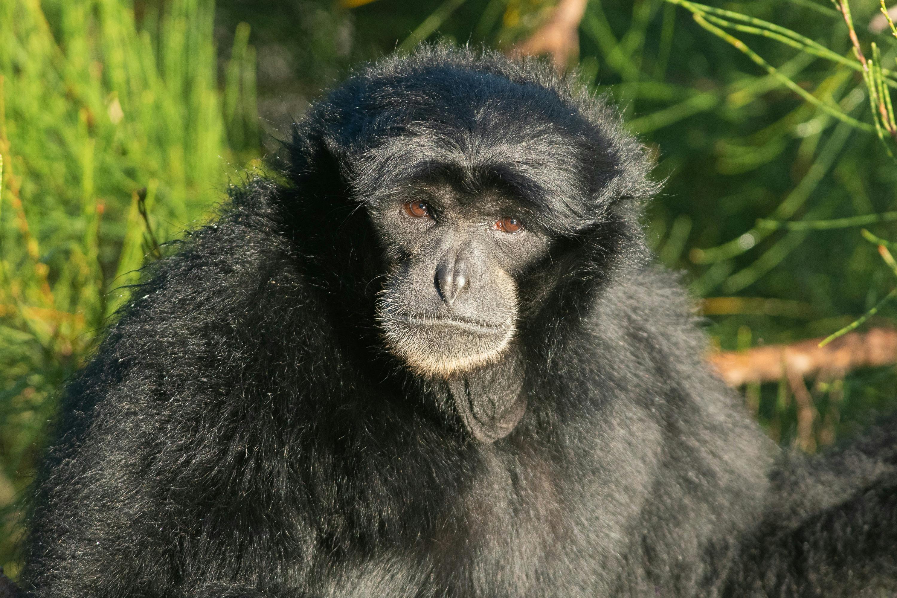 Siamang Gibbon