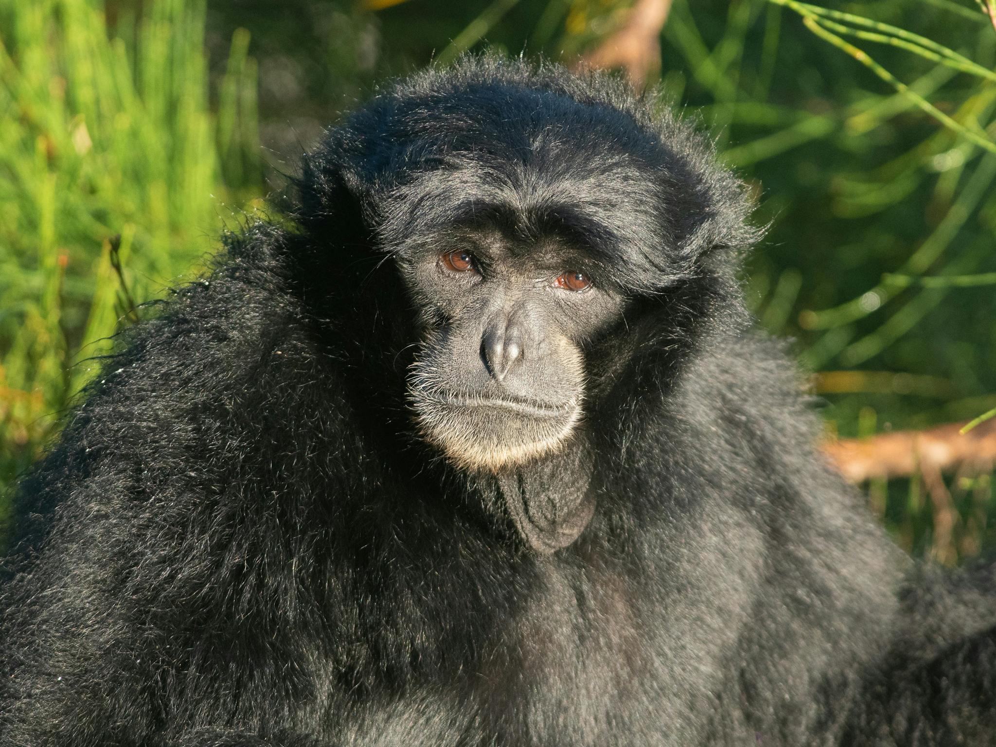 Siamang Gibbon