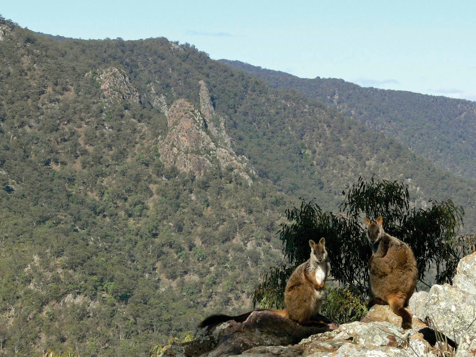 Image for Gondwana Rainforests Lunch and Tour