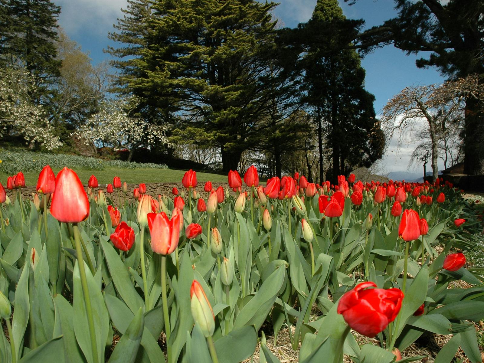 Red Tulips blooming at Everglades