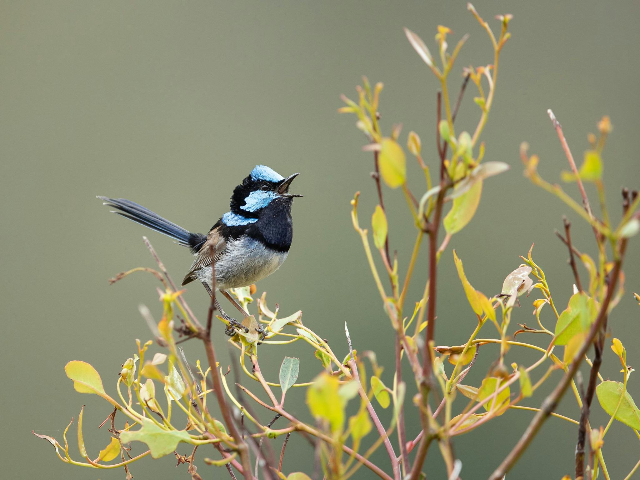 A superb fairywren singing from a tree top