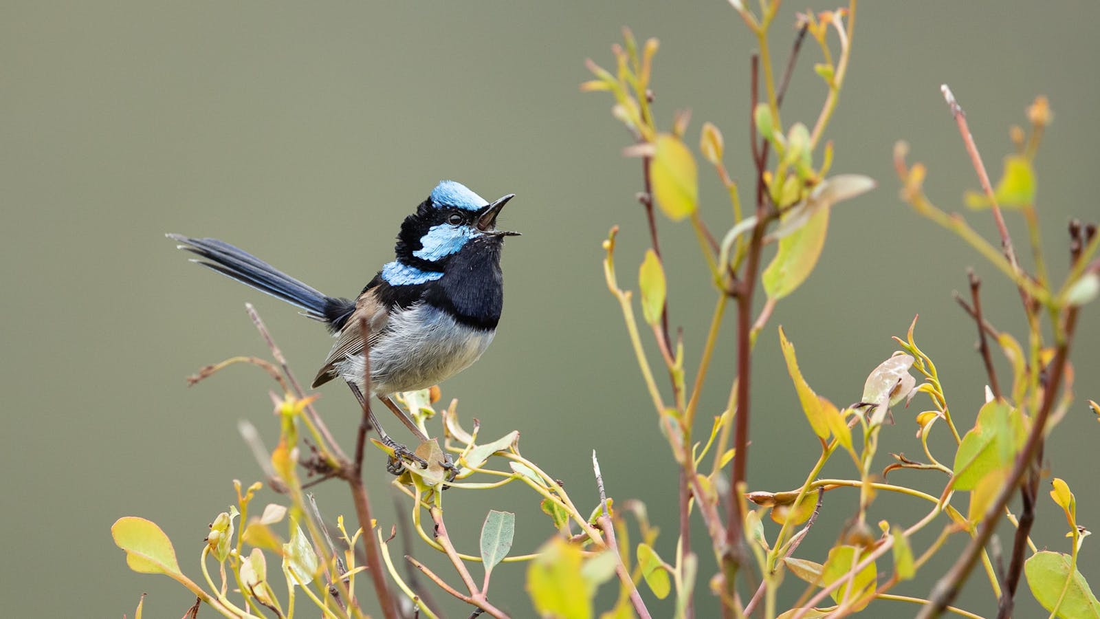 Learn the settings and techniques to photography birds singing loudly