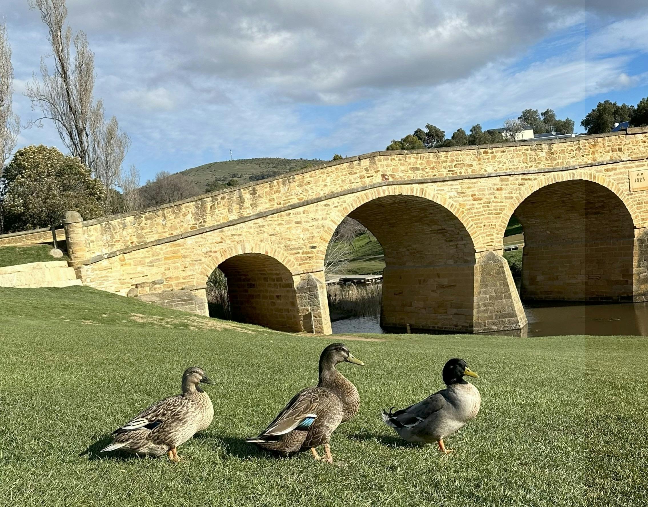 Historic Richmond bridge with some ducks