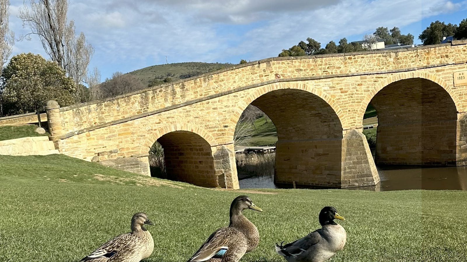 Ducks on tour at Richmond