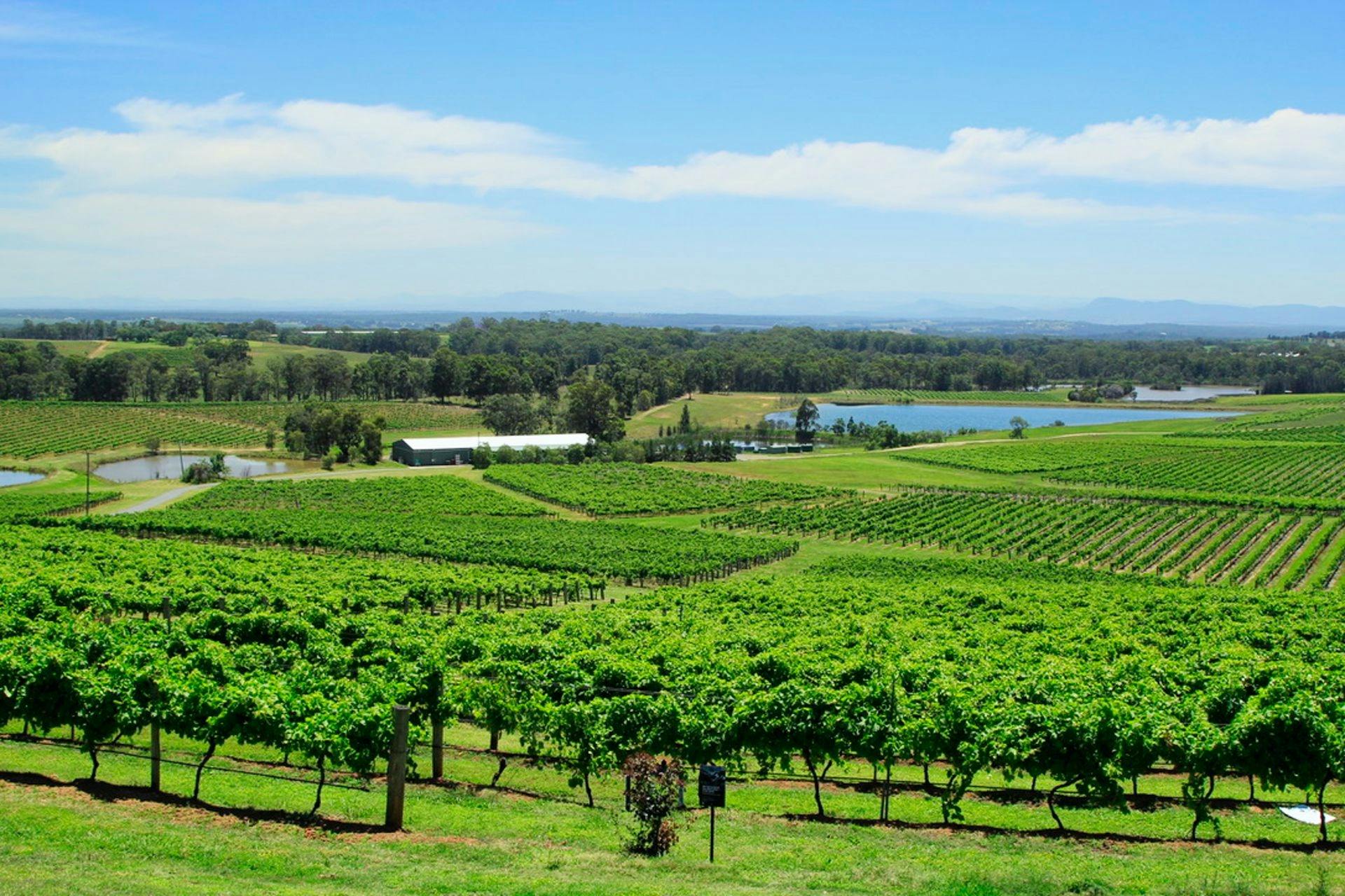 Hunter Valley vineyards