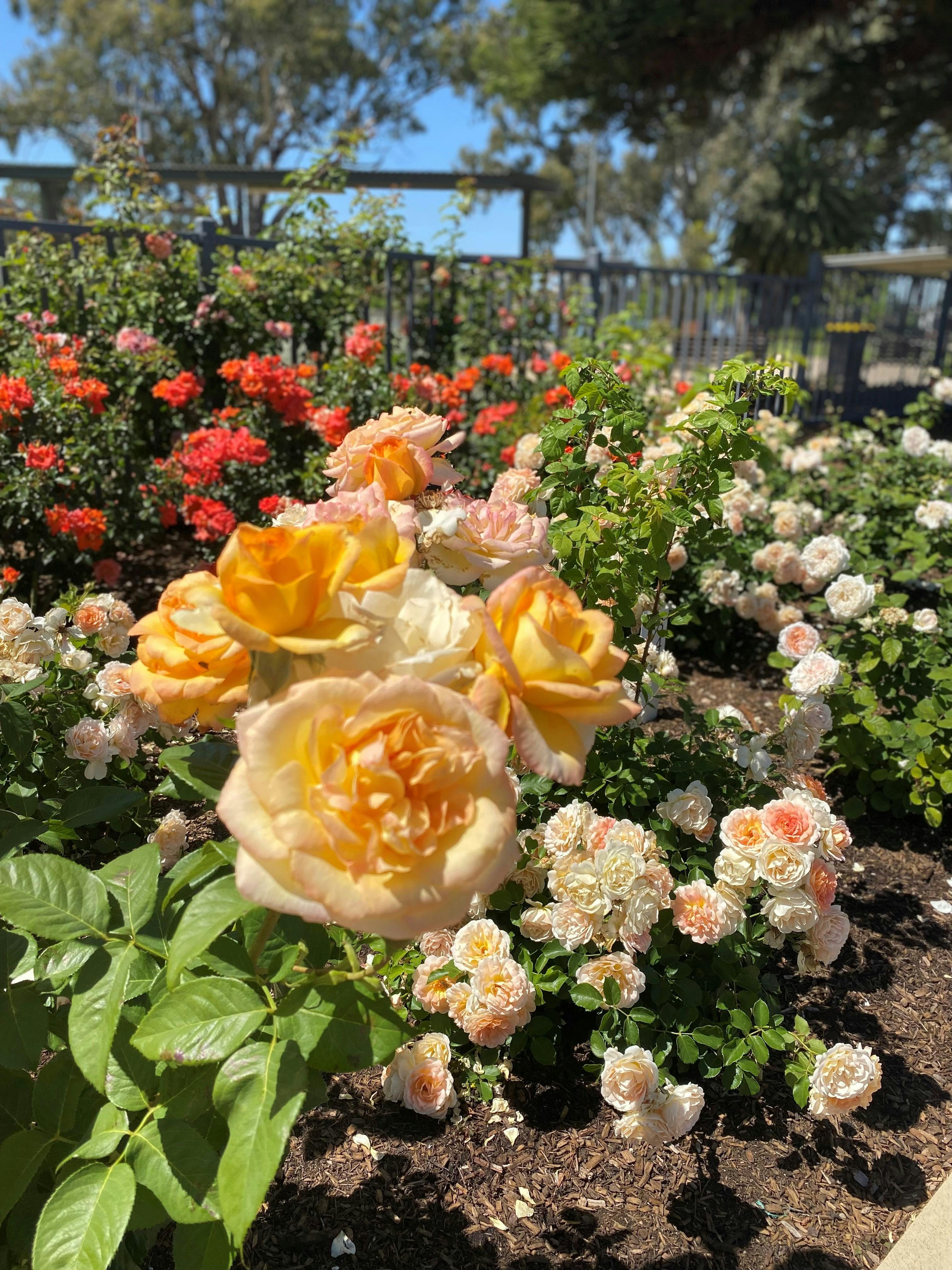 Renmark's Rose Gardens