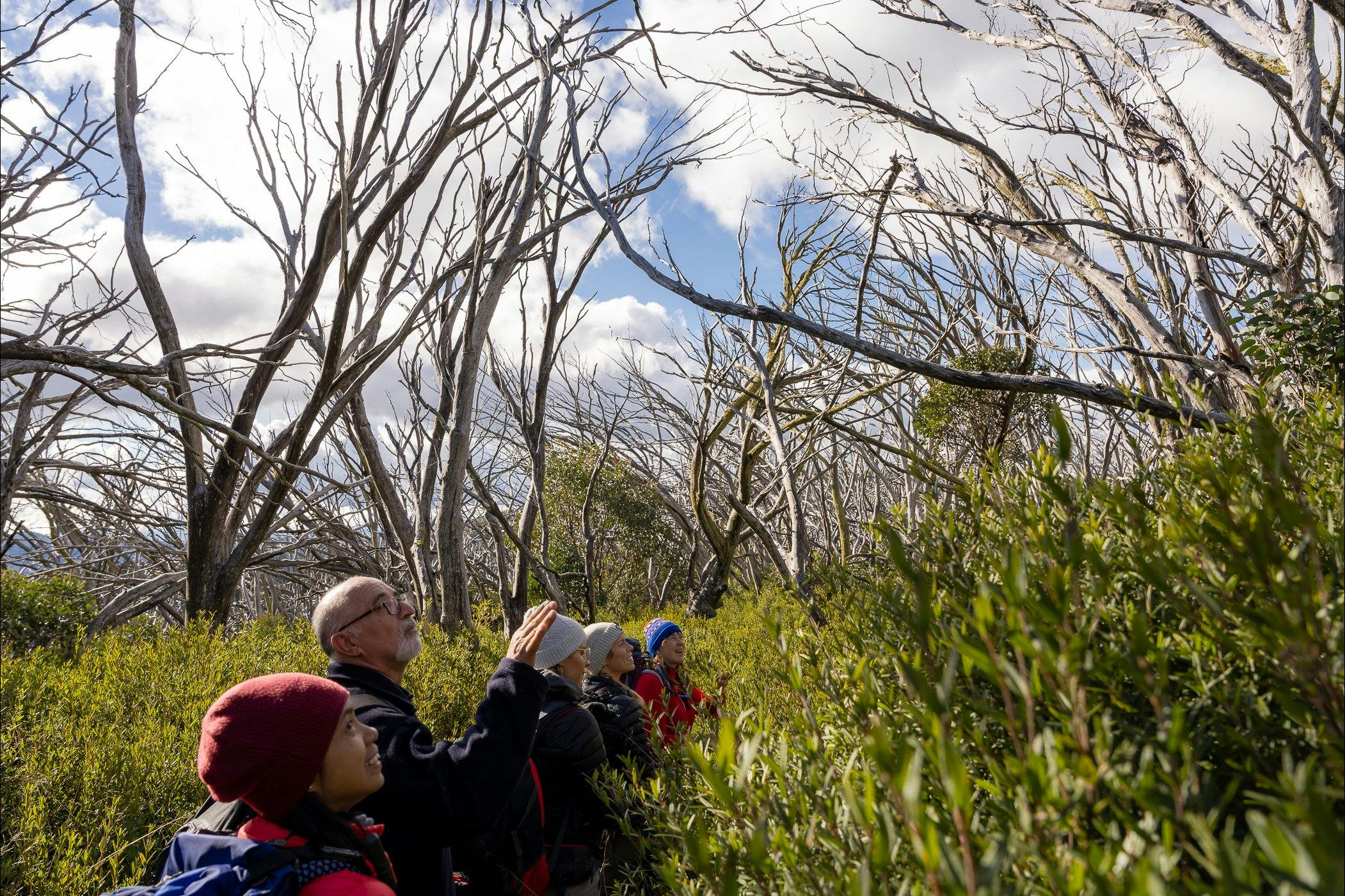 Hikers admiring the vegetation on some remote trails around Mt Stirling.