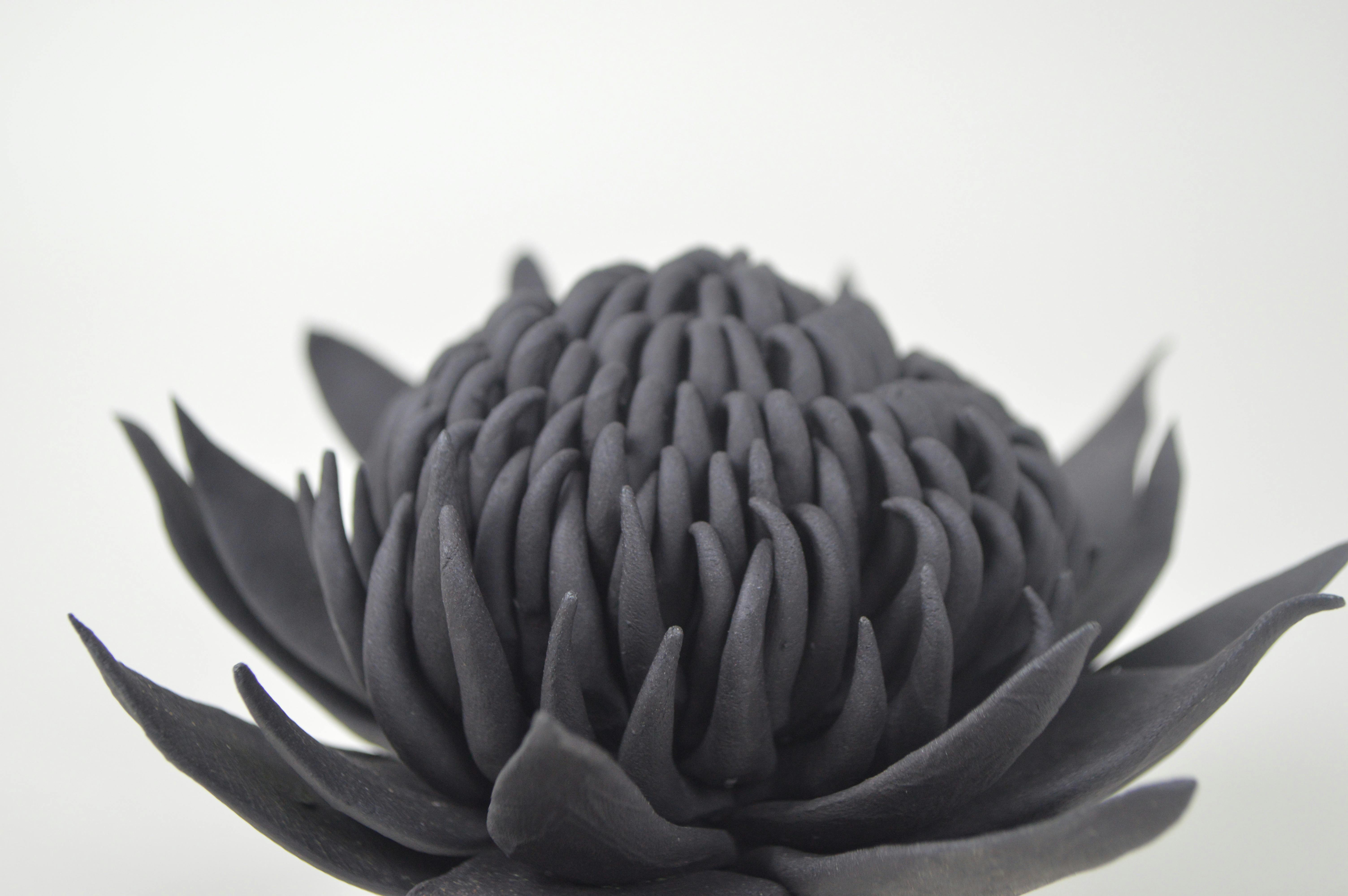 A black ceramic waratah