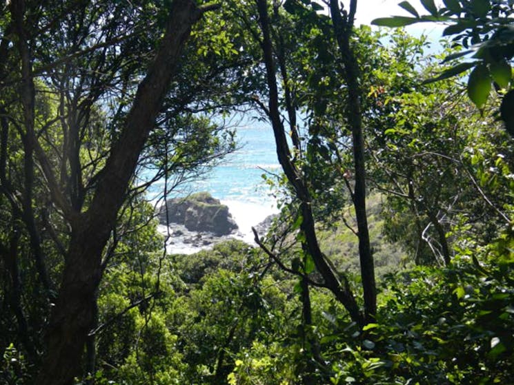 View through the trees from the Rainforest track. Photo: Debby McGerty