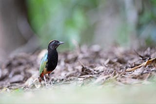 NT Bird Specialists, Birdwatching & Bird Photography Tours