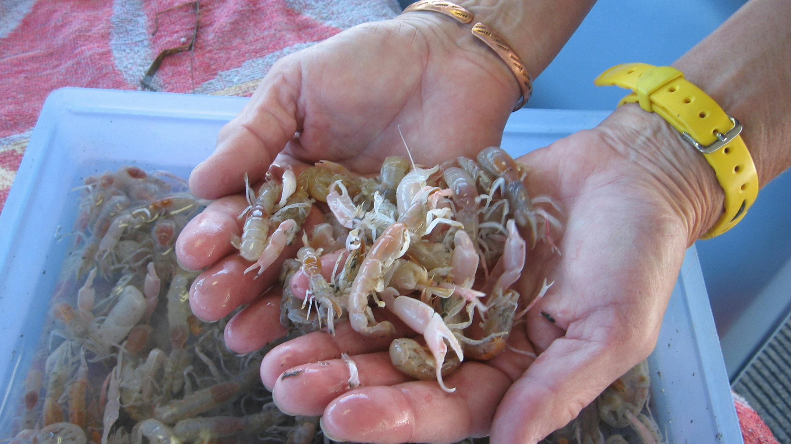 Crab Catching Adventure Cruise Tweed head Gold coast Australia