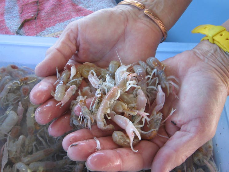 Crab Catching Adventure Cruise Tweed head Gold coast Australia