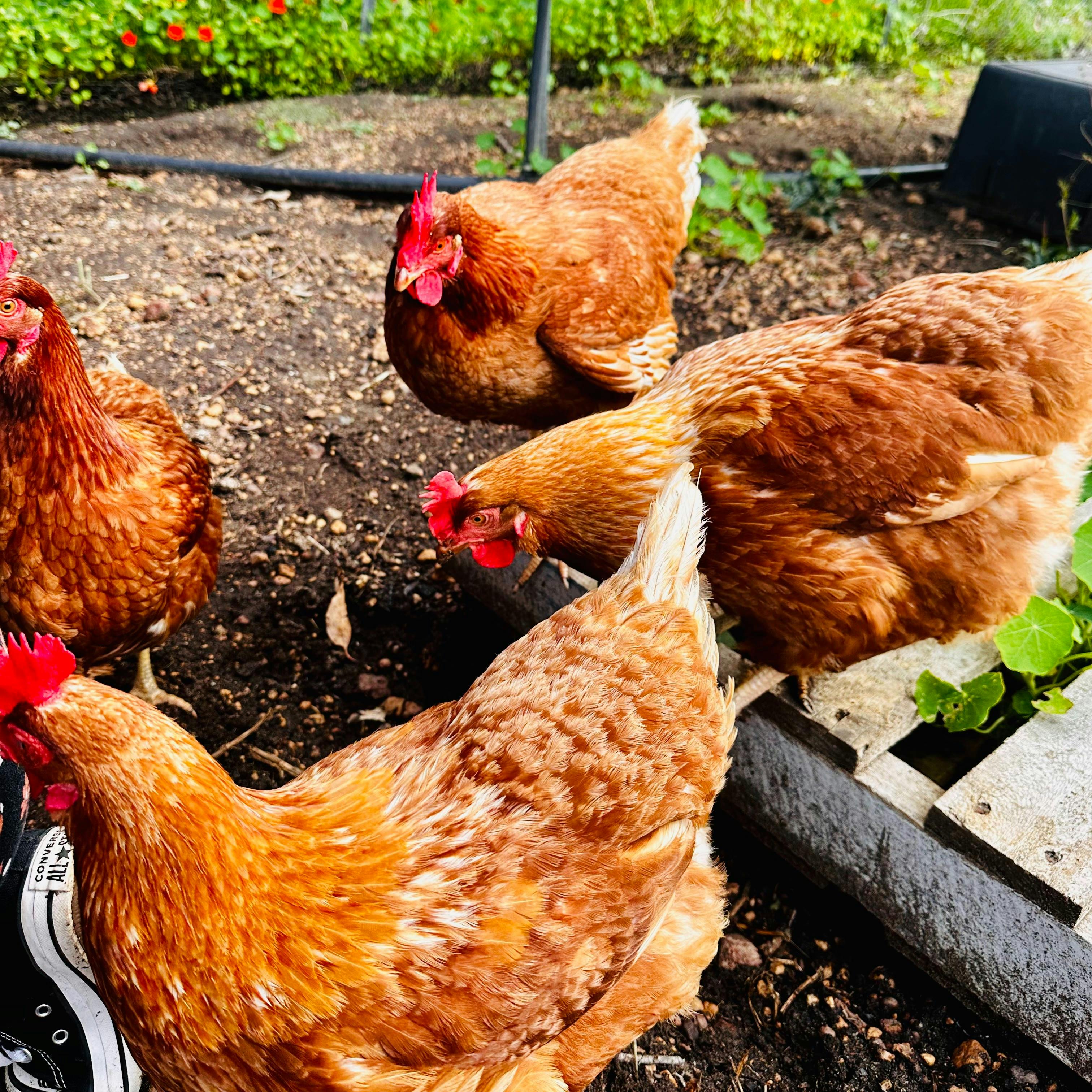 Providore chickens