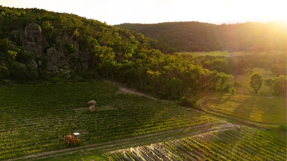 Dawn at Balancing Heart Vineyard on the Granite Belt, South-East Queensland
