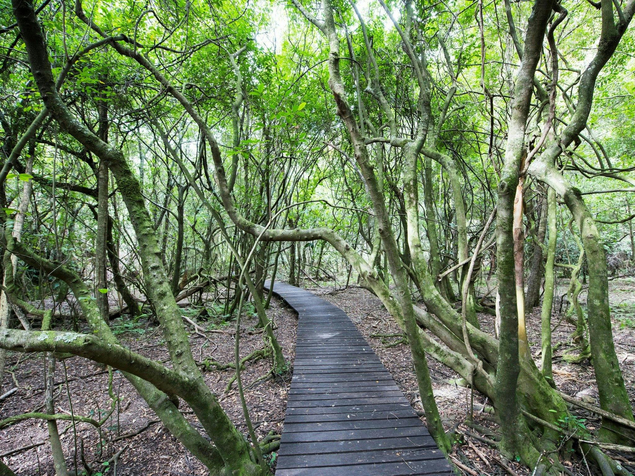 Ferntree Gully Reserve NSW Holidays & Things to Do