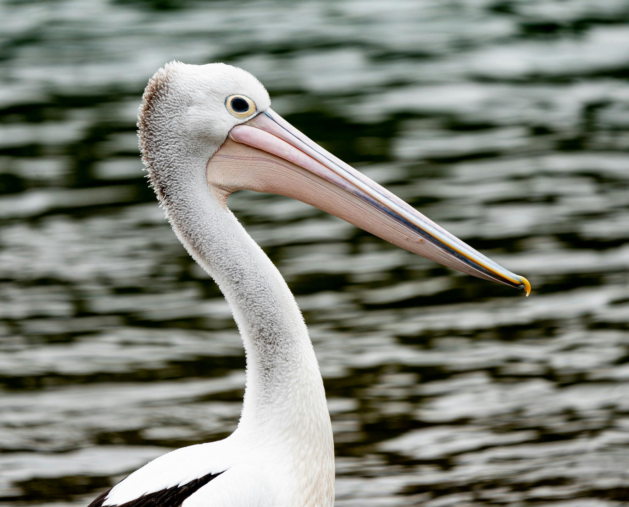 Happy Balna Pelican