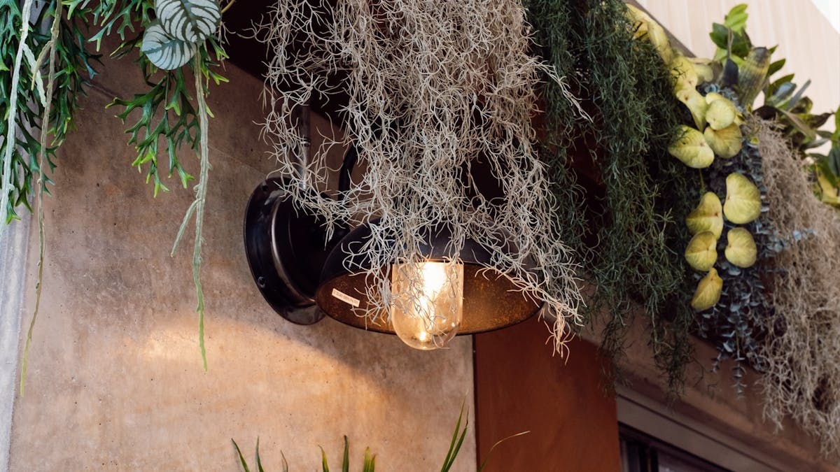 Plants hanging down a wall