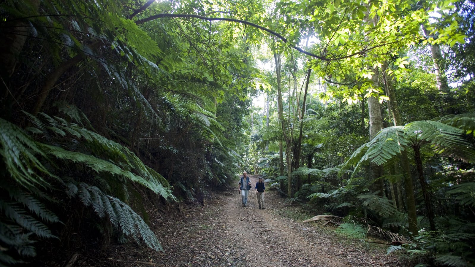 Booloumba Falls walk, Conondale National Park
