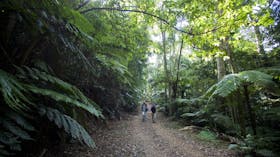 People on walking track in forest, Conondale National Park