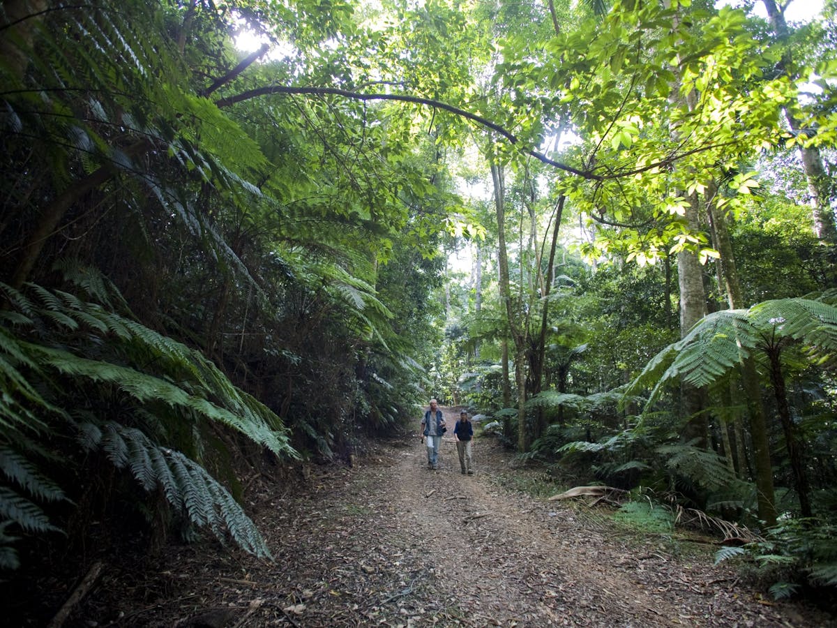 People on walking track in forest, Conondale National Park