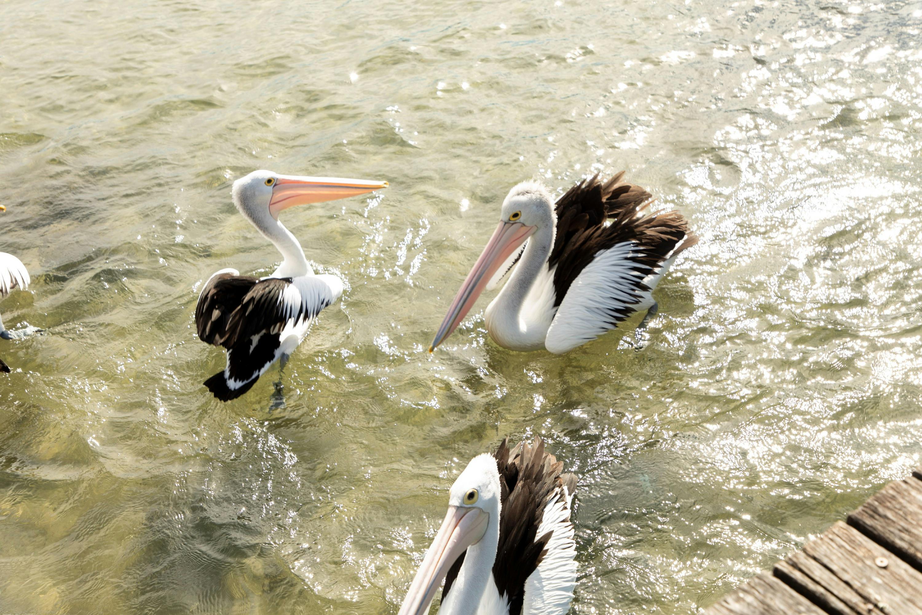 three pelicans also enjoying lunch