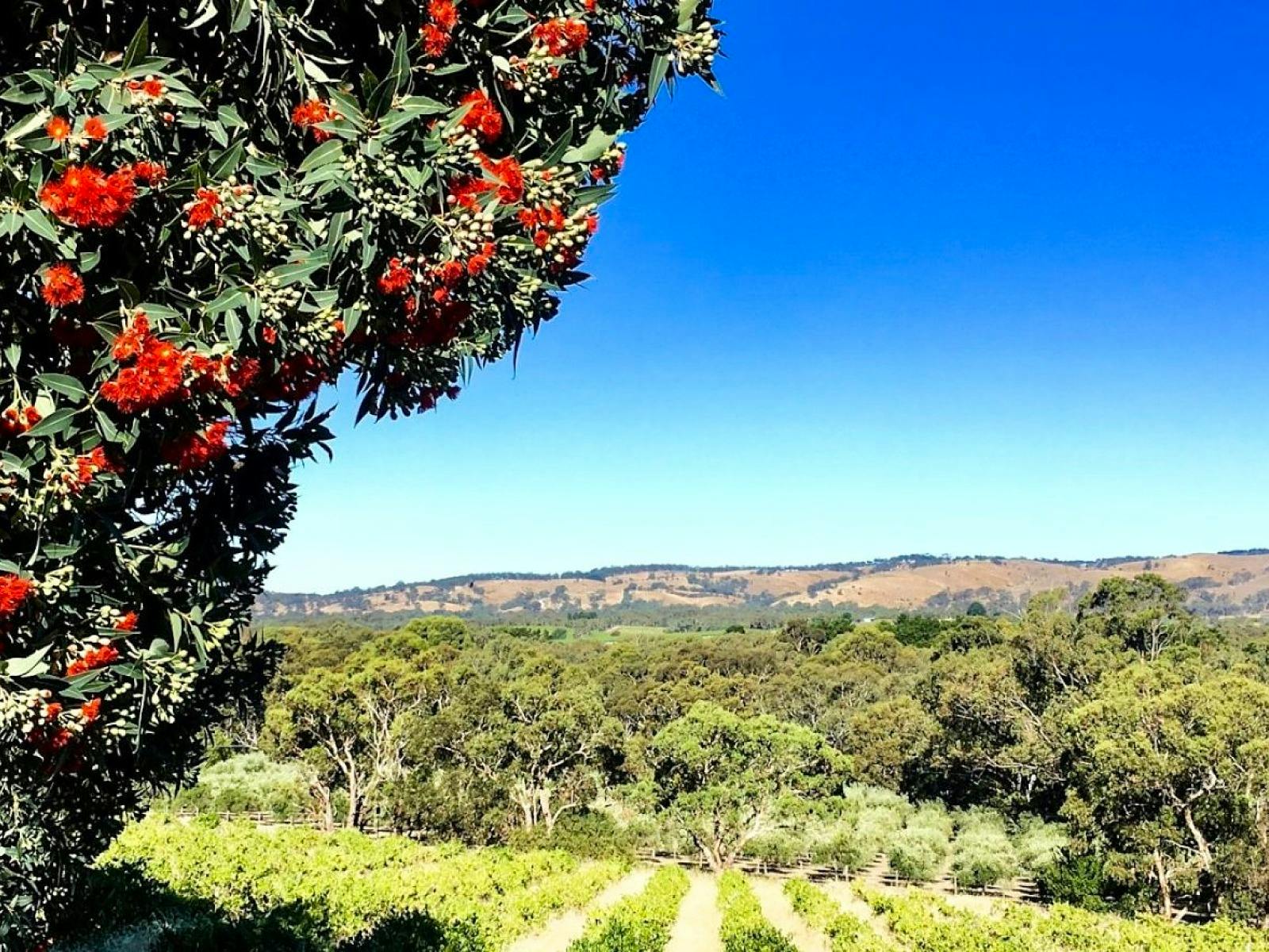 Views over vineyard and to Mount Lofty Ranges at Karawatha Cottages