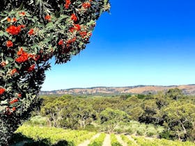 Views over vineyard and to Mount Lofty Ranges at Karawatha Cottages