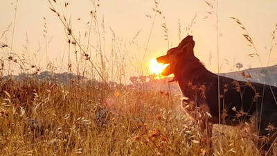 silhouette of a dog, sun appearing from the mountains beyond