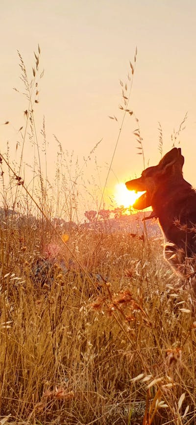 silhouette of a dog, sun appearing from the mountains beyond