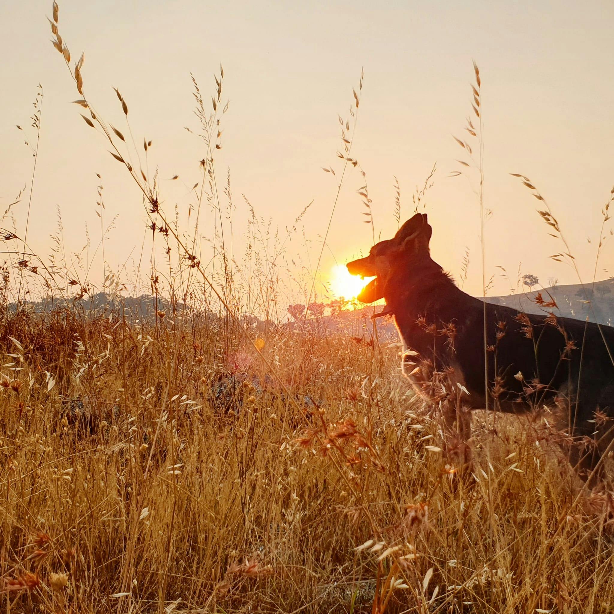 silhouette of a dog, sun appearing from the mountains beyond