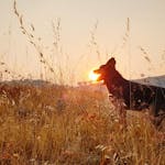 silhouette of a dog, sun appearing from the mountains beyond